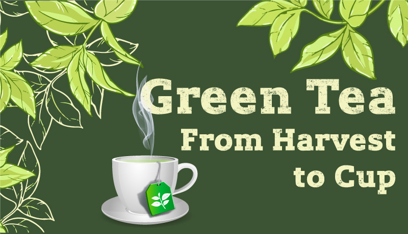 Green Tea Infographic